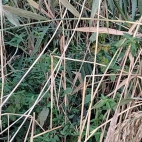 3f949a9f314c13f196976fc8d51827f9_0