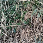 87df41f2ee9a2e7cb16d73bb587d5b97_0