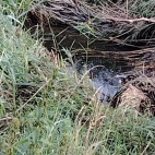 2979967ee8cf0261e15e0116a419ea54_0