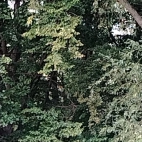 e43246efcad4de27f19df2d9f86f1b4a_0