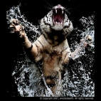 tygrys splash