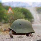 Wojowniczy żółw ninja