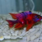 547196210_24581124828184977_4271313435680171723_n