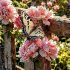 548304959_122135472770880768_1779060725392533363_n