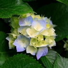 Hydrangeas cursos.minutosdedireito.com/upload