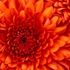 Chrysanthemum httpsvpix.plexplore