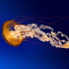 Jellyfish httpspixelpocket.netexplorerecent