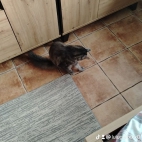 watermark-f9d3f49c7da914aa0f03bff27f32310b_0