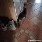 watermark-573124aa1cc4339f7f6d11c46cc82770_0