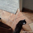 watermark-20185cd384a43f101dc30d3434248d17_0