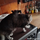 watermark-2271de5c3c66937eb2cf0068004160d4_0