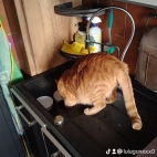 watermark-b95f0d9cca91fb0337f9a329ea3437a8_0