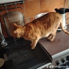 watermark-c1e114745bc1683eeb30208509b93754_0