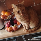 watermark-470f836af6f31d9b26d441cf72d2bd86_0