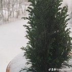 watermark-f4e7efee1047a5f29c7b33c62af63ea1_0