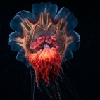 High-quality Wallpaper Pack 49 (145)