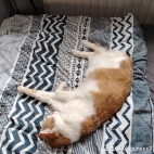 watermark-60cdb06e6d97a51e25973dbfc9a547ff_0