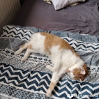 watermark-ab2e0a8e2e3e9b4e64a896b01d929d47_0