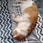 watermark-2246399f8e0a35d09acc2fd79b5fe088_0