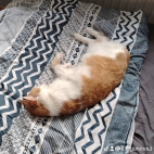 watermark-cd295bf76295c282273e65c17b357930_0