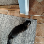 watermark-29ec908a8e6c260699a1e886b3bf53ff_0