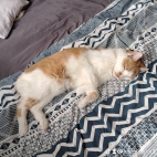 watermark-cb889b300643b4d6b20611225febe7b5_0