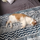 watermark-7d39150315b720848641e10c5b757167_0