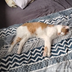 watermark-083e9f843753319d2978fcce7600f1d4_0