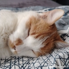 watermark-eae4cbbc067f58ff6242345523272761_0