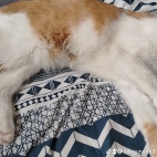 watermark-517a0d3bca3f5cebf4c6352215211b52_0