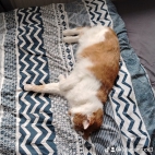 watermark-3dfb2b0c973c7cc1c2a1312e864074c1_0