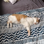 watermark-37dc55e7f10c0f24815428cfcfc77c27_0