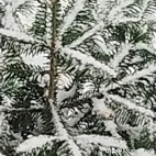 watermark-ad73fb69a9038346abe9510a9b083192_0