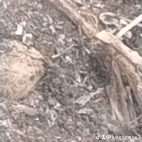 watermark-35187d2d56a782b4de4bd604405c67d3_0