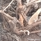 watermark-201a56937578f5ba29d0a33f5ec82026_0