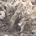 watermark-71d2230d35eaaed9a536e0b0b1fee969_0