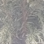 watermark-721199ae7e468fc4defce9aec6d91da4_0