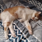 watermark-323b6d71ef08dea896ac411a38a6b5f4_0