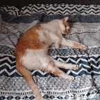 watermark-22dba89fd77867dabd9c0e7c5e5c061d_0