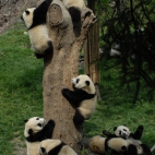 Baraszkujące Pandy