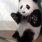 co złego to nie panda