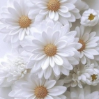 650252887_122258799416263939_2236791619175796801_n