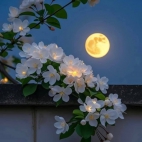 650376035_2075167759715314_3753850349097587700_n