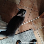 watermark-f0d22f82fbd5c52f275934c32eefbf6c_0