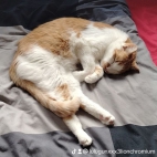 watermark-180a77db8f687305880a290cb8a3af21_0