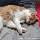 watermark-fcee79fb66d72d84733b0a30a14f23d5_0