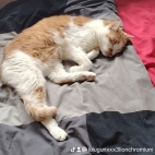 watermark-7fcf51cb201913a337449dd9f10b9458_0