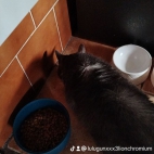 watermark-e9ba4b1983bbad97dd856526dc20ef38_0