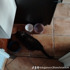watermark-a77863de98697b726e9fcaf805668d2c_0