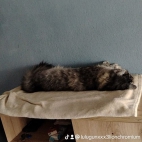 watermark-1568613d36598d6b54cfa92a2ffb3120_0